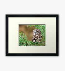 Northern Saw-Whet Owl Framed Print