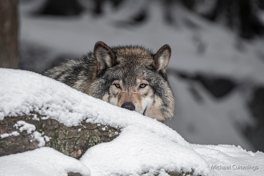 "Eastern Gray Wolf " by Michael Cummings | Redbubble