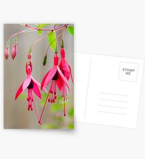 pink fuschia Postcards