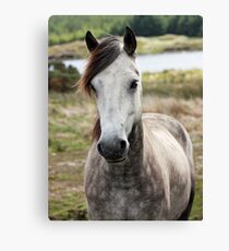 Connemara Pony Canvas Print
