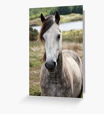 Connemara Pony Greeting Card