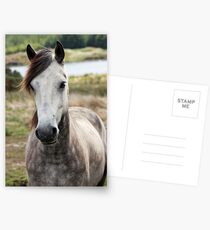 Connemara Pony Postcards