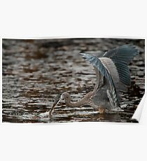 Blue Heron Poster