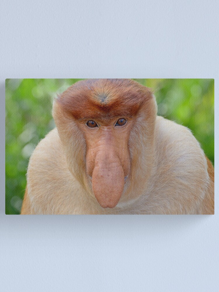 Alternate view of Proboscis Monkey - Nasalis larvatus Canvas Print