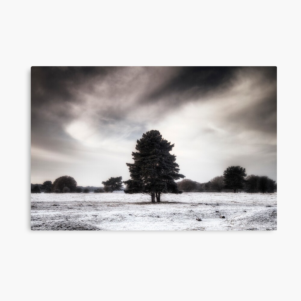 Winter in Elveden Canvas Print