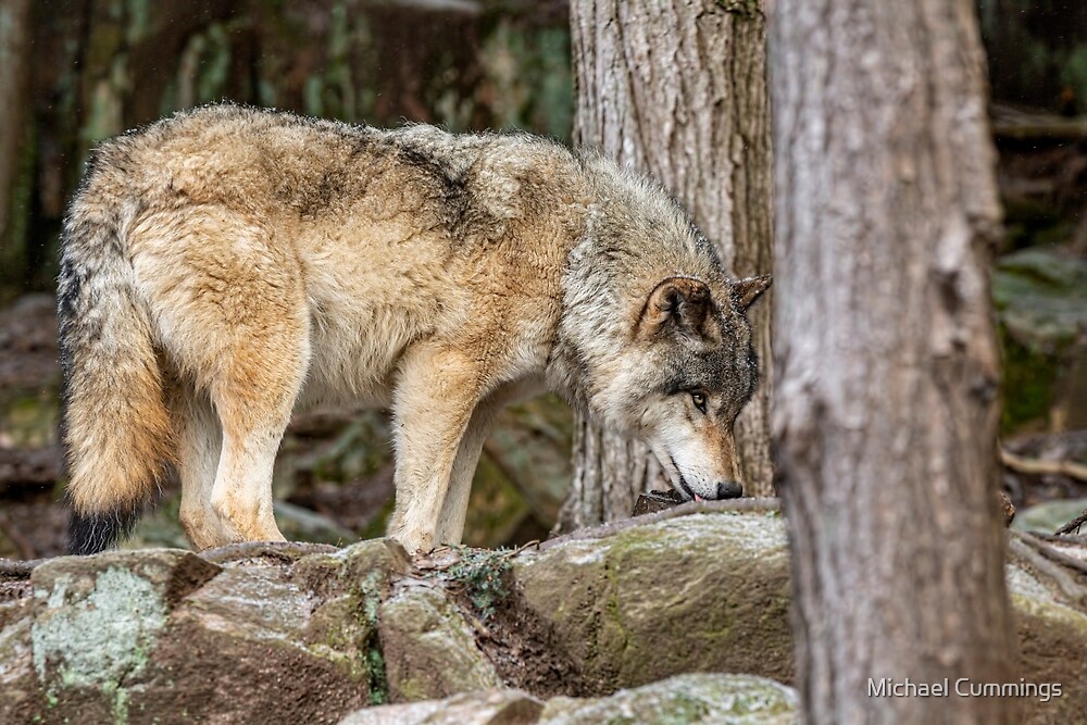 "Eastern Gray Wolf" by Michael Cummings | Redbubble