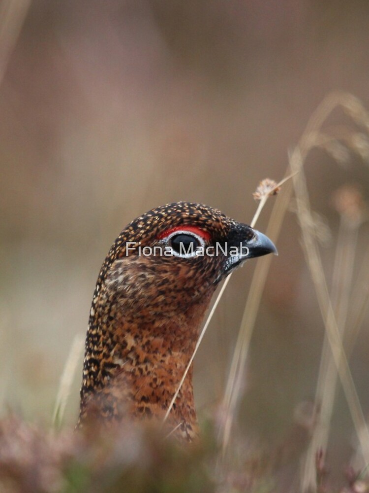 Head shot by orcadia