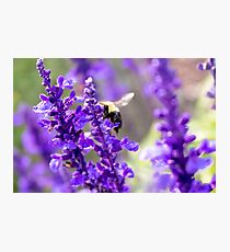 Bumble Photographic Print