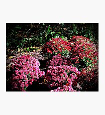 "Shades of Fall" Photographic Print