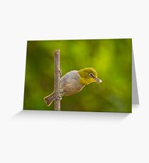 Cape White Eye with Breakfast Grußkarte
