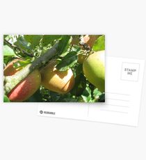 Postales Apple harvest