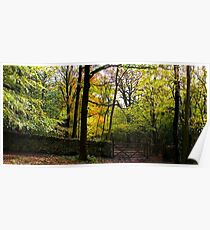arnside beeches Poster