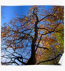 brilliant autumn beech Poster