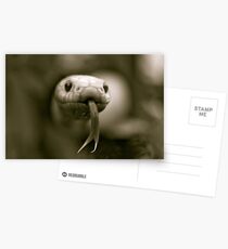 Head Case Postcards
