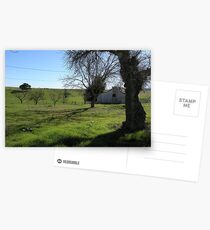 Spooky Tree (Bunk House) Postcards