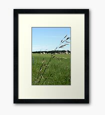 Prairie Grasses Framed Print