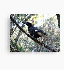 Currawong A1 - The Beak Canvas Print