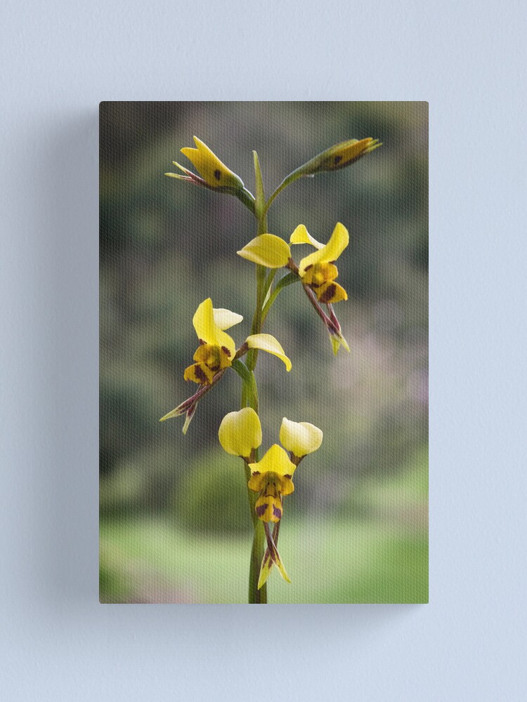 Alternate view of Australian wild orchid flower Canvas Print