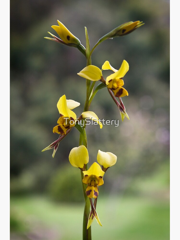 Australian wild orchid flower by TonySlattery