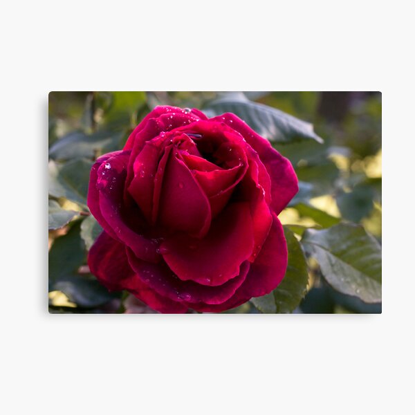 Red Rose Canvas Print