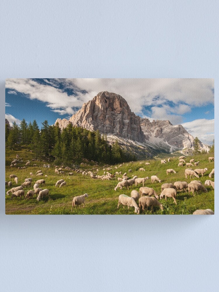 Alternate view of Sheep Canvas Print