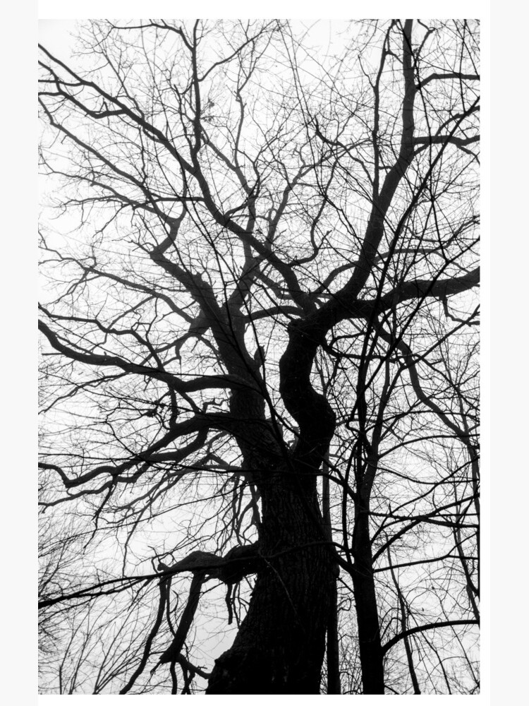tree by imaruseru