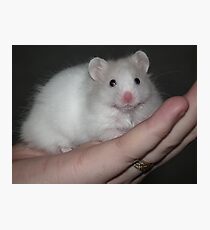 Close up of a white syrian hamster Photographic Print