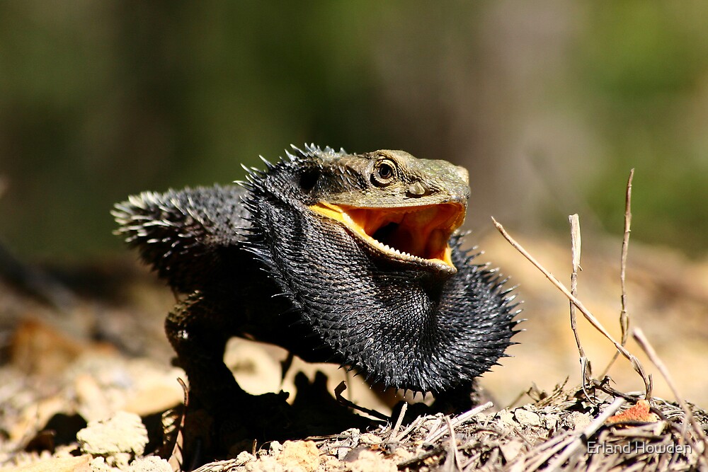 "Eastern Bearded Dragon" by Erland Howden Redbubble