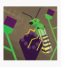 Agapostemonagon Photographic Print