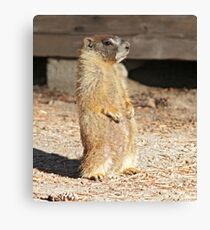 Looking cool Canvas Print