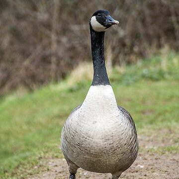 Canada Goose walking straight towards me