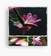 Cactus Canvas Print