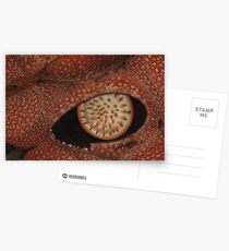 Rafflesia Plant - Kota Kinabalu Postcards
