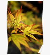 Japanese Maple Poster