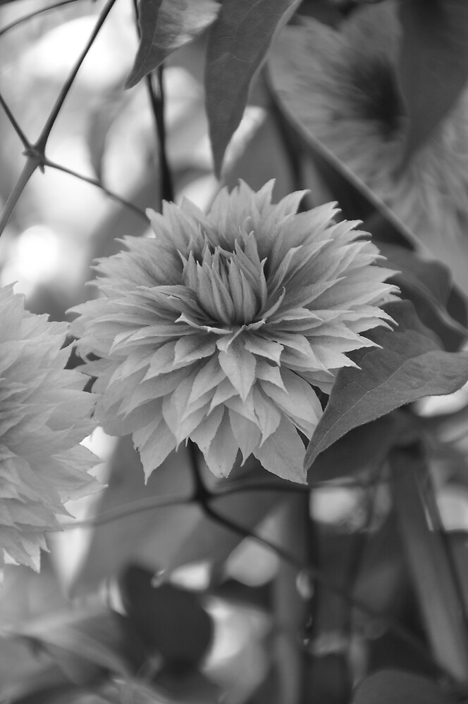 Gentle Flower by Chris Samuel