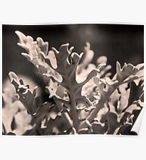 Dusty Miller Poster
