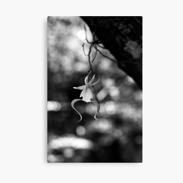 Ghostly Apparition I Canvas Print