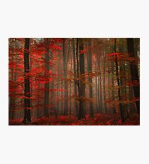 Enchanting Red Photographic Print