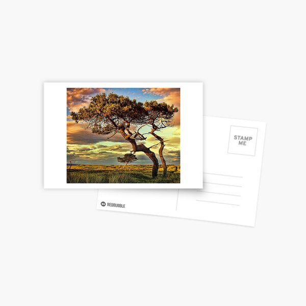 Reach Postcard