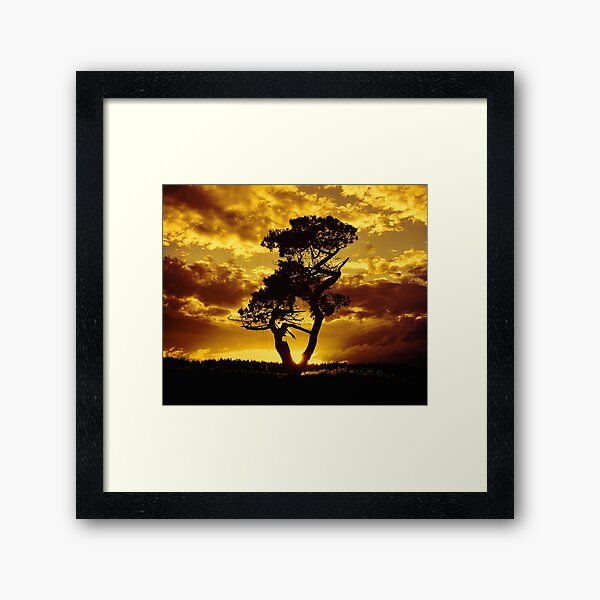 Tree Dance 2 Framed Art Print