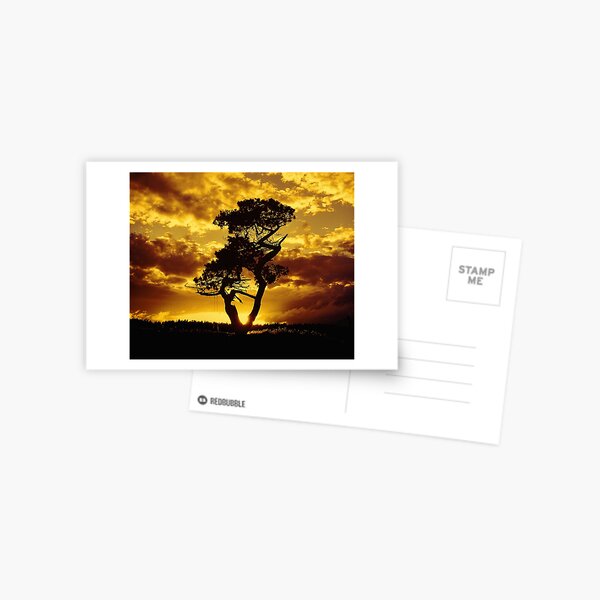 Tree Dance 2 Postcard