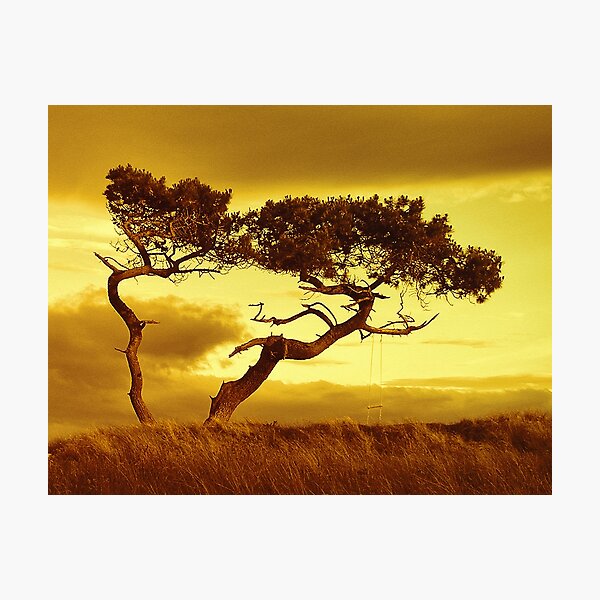 Tree Dance Photographic Print