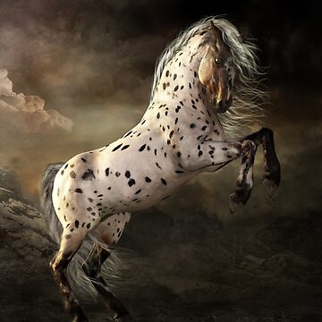 Appaloosa Horse Digital Download Print Horse Photography 