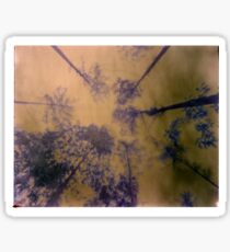 pinhole trees ans sky Sticker