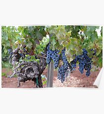 Vineyard Poster