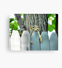 Just Hanging Around Canvas Print