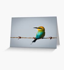 Rainbow bee eater Greeting Card