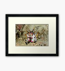 Flamboyant cuttlefish - Metasepia pfefferi Framed Print