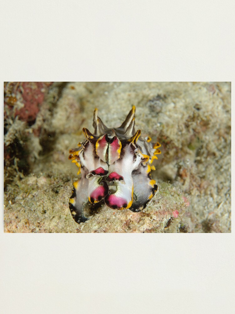 Alternate view of Flamboyant cuttlefish - Metasepia pfefferi Photographic Print