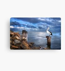 Pelicans Pride - The 2012 Almanac Calendar Front Cover Winner. Canvas Print